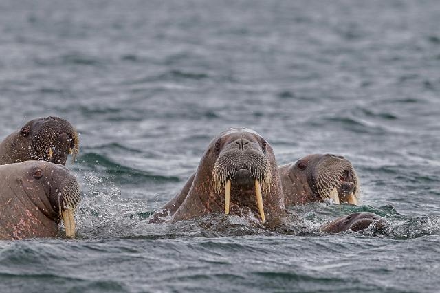 059 Andreeneset, walrussen.jpg